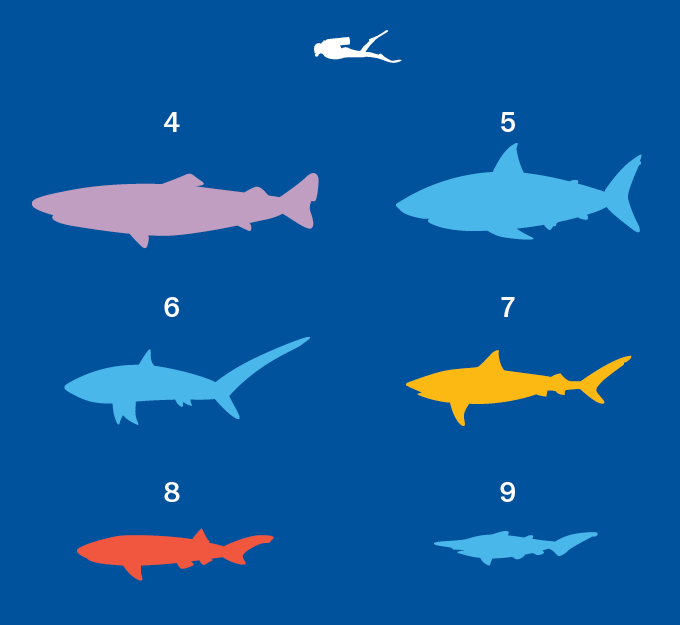 Silhouettes de requins de taille intermédiaire