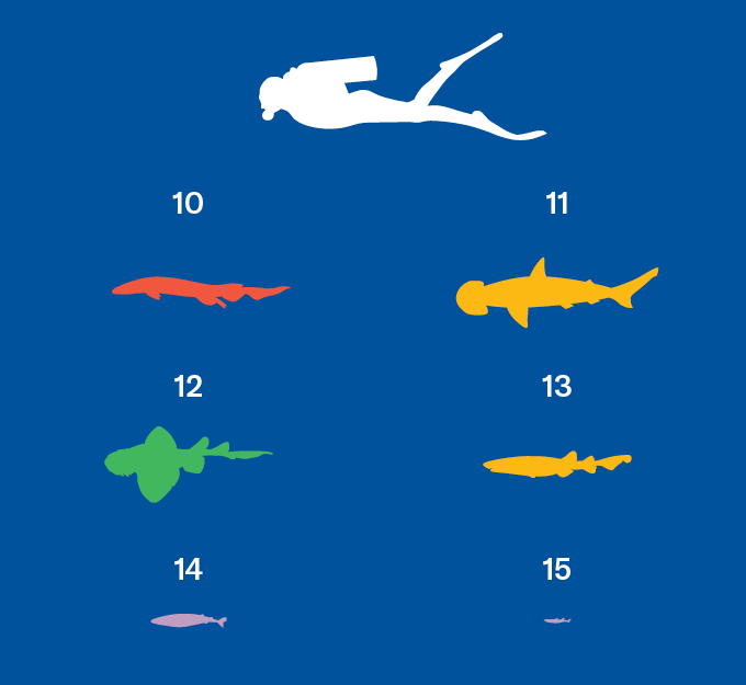 Silhouettes de petites espèces de requins