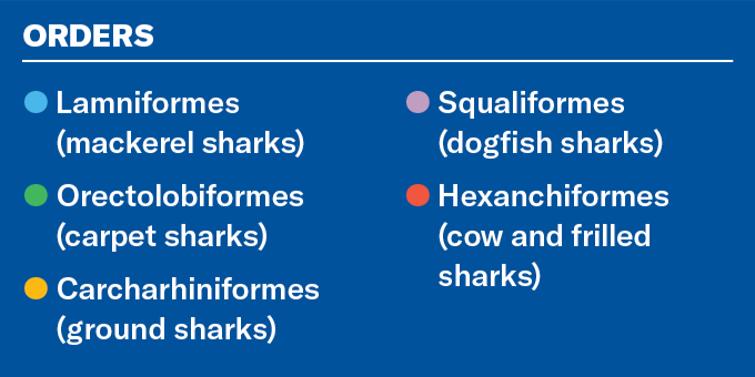 Guide des ordres de requins