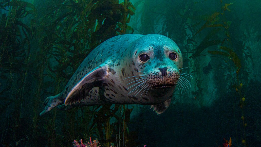 Un phoque commun nageant dans une forêt de varech sous-marine