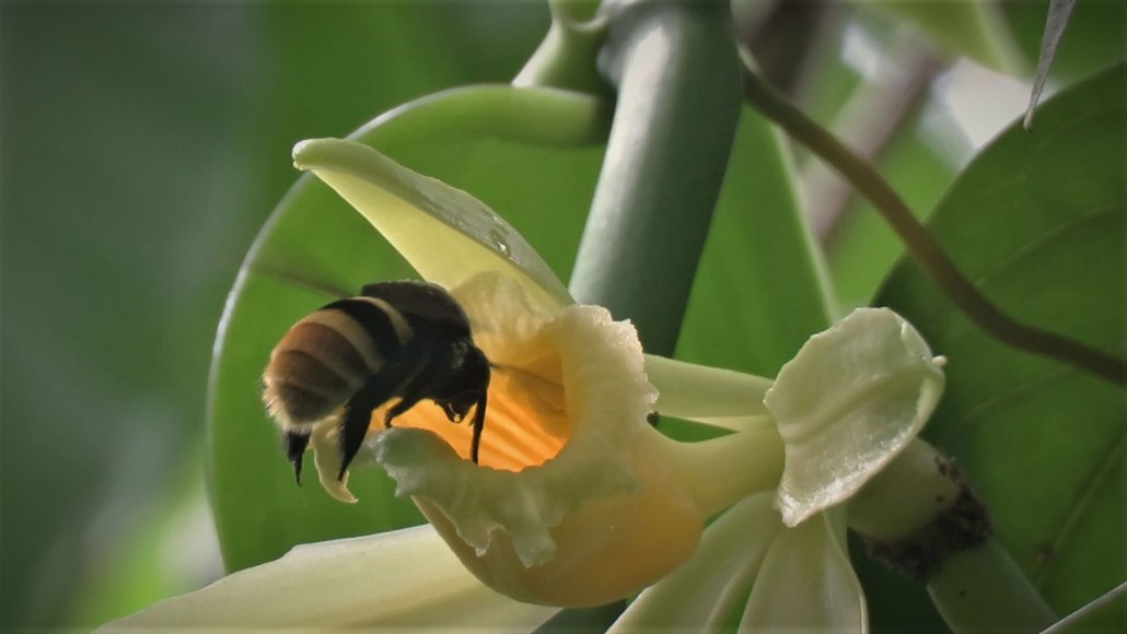 Une abeille Eulaema cingulata butinant une fleur de vanille sauvage