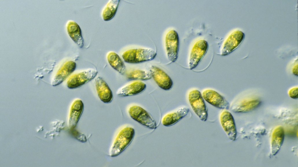 Microscopie d'algues Dunaliella tertiolecta
