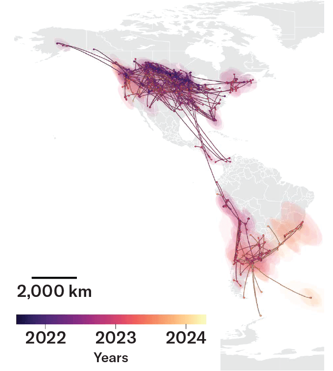 Carte de la propagation du variant B3.2 du H5N1