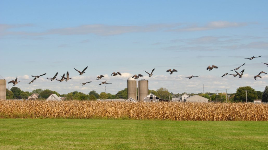 Oiseaux sauvages survolant une ferme dans l'Illinois