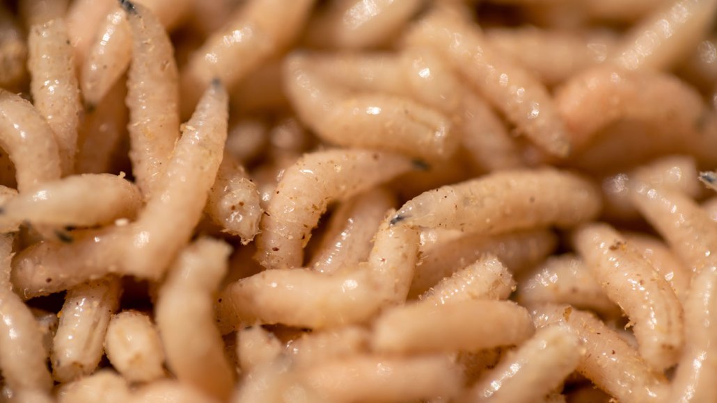 Larves de mouches sur de la viande en décomposition
