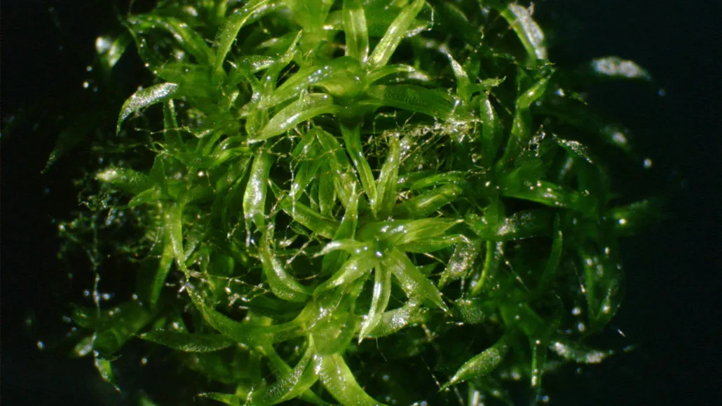 Gros plan sur les feuilles de Physcomitrium patens