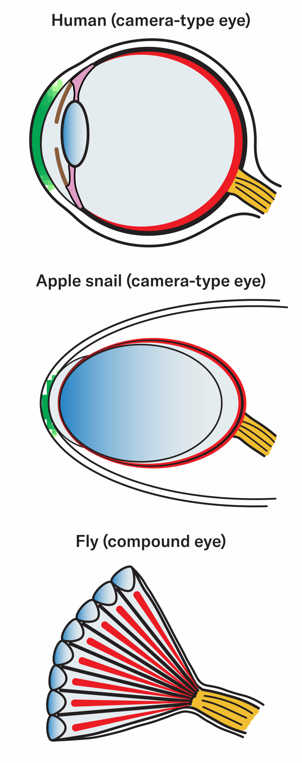 Schéma comparatif des yeux : humain, escargot pomme et mouche du vinaigre