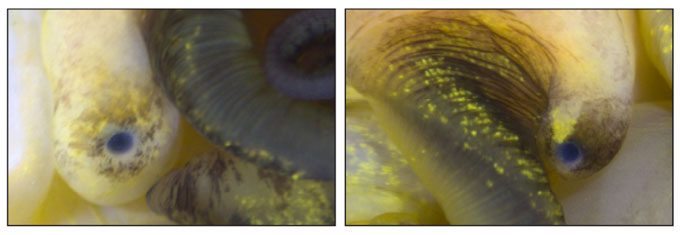 Comparaison d'un œil d'escargot normal et d'un œil régénéré après deux mois