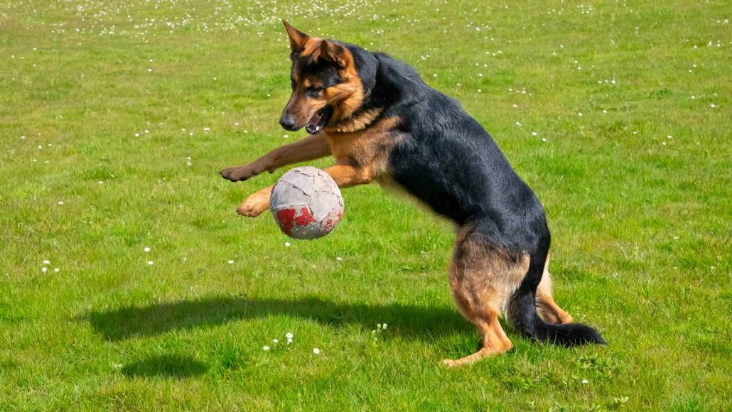 Un Berger Allemand sautant pour attraper une balle dans un champ