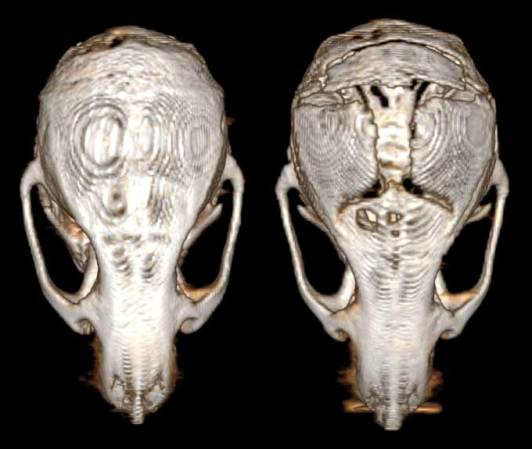 Comparaison de scans 3D de crânes de souris