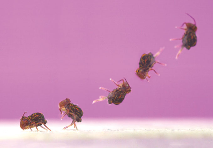 Un collembole globulaire effectuant un saut périlleux