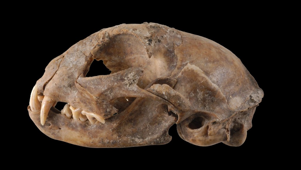 Crâne de chat ancien sur fond noir