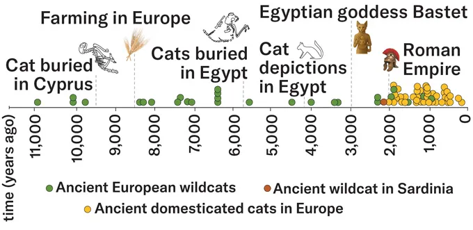 Chronologie de la dispersion des chats