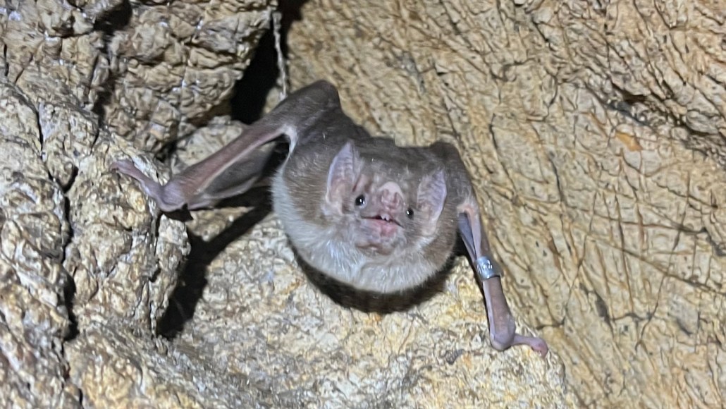 Gros plan d'une chauve-souris vampire regardant l'objectif