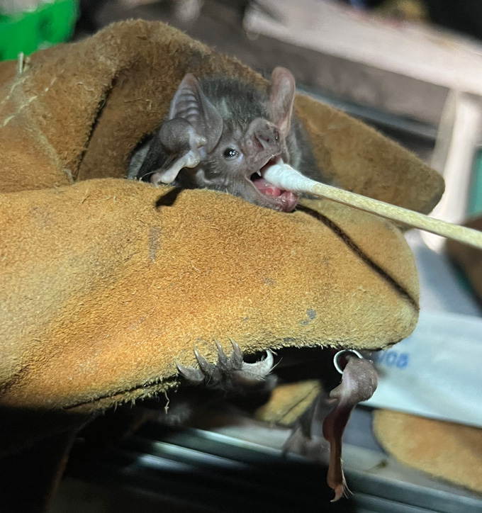 Une main gantée tient une chauve-souris vampire pendant qu'un écouvillon est inséré dans sa bouche