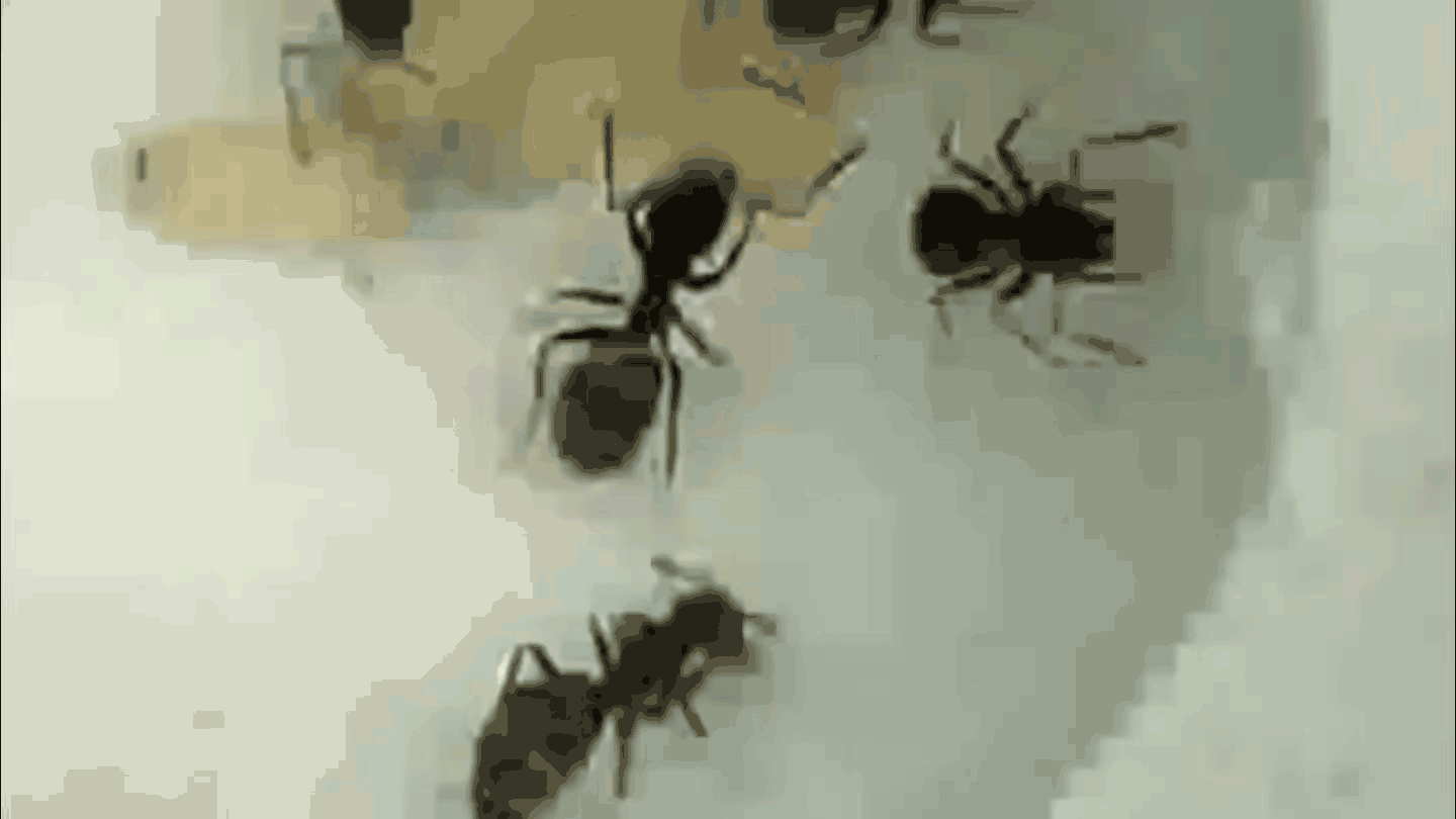 Fourmis ouvrières éliminant une nymphe infectée