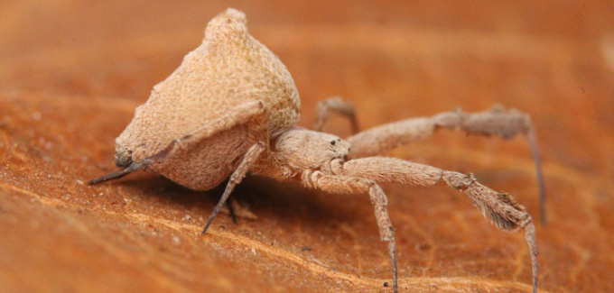 Araignée Uloborus plumipes sur une feuille