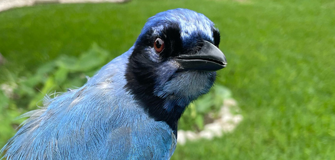 Oiseau hybride geai grue