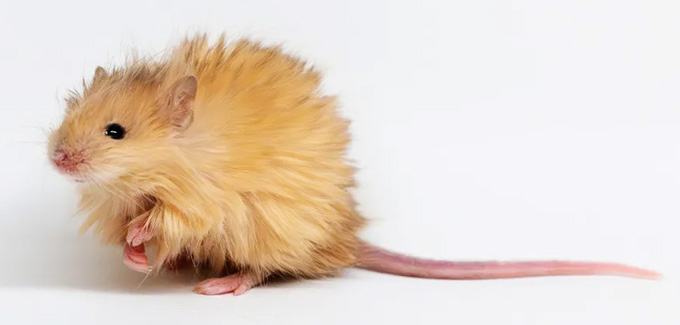 Souris à pelage laineux sur fond blanc