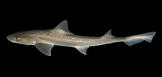 Requin-hâ Mustelus lenticulatus