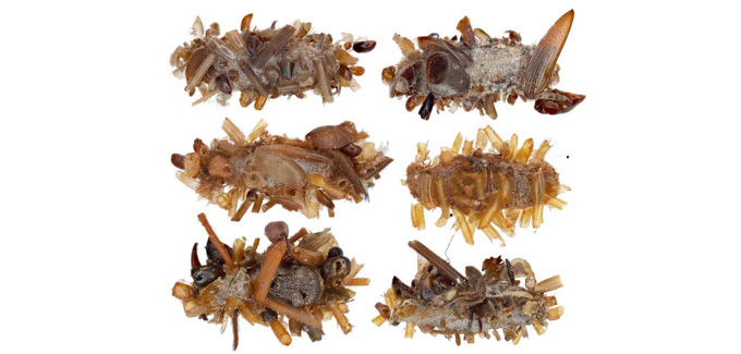 Chenille collectrice d'os avec des restes d'insectes