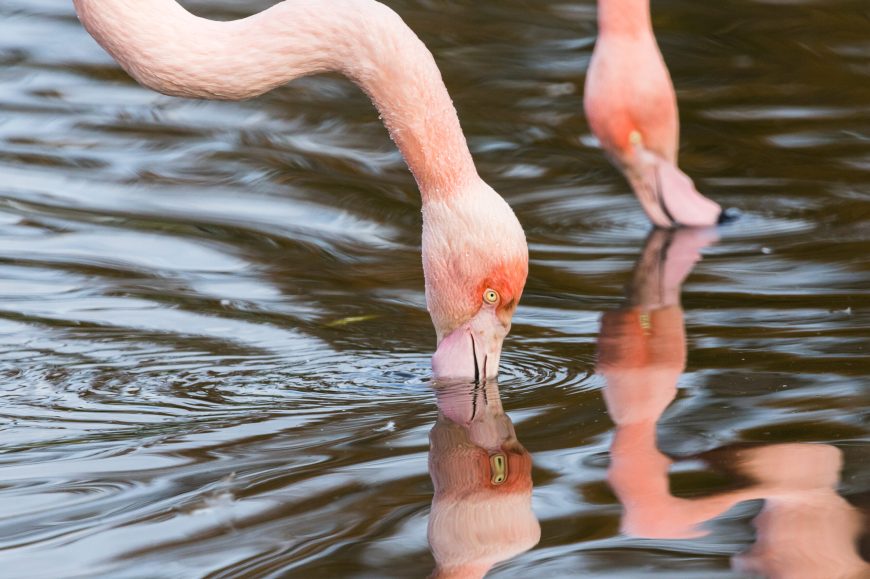 Gros plan de deux flamants du Chili dans l'eau