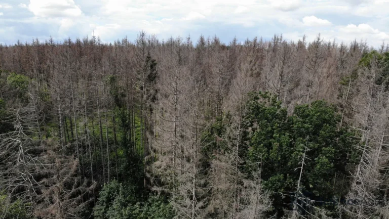 Comment les arbres « mémorisent » les sécheresses passées