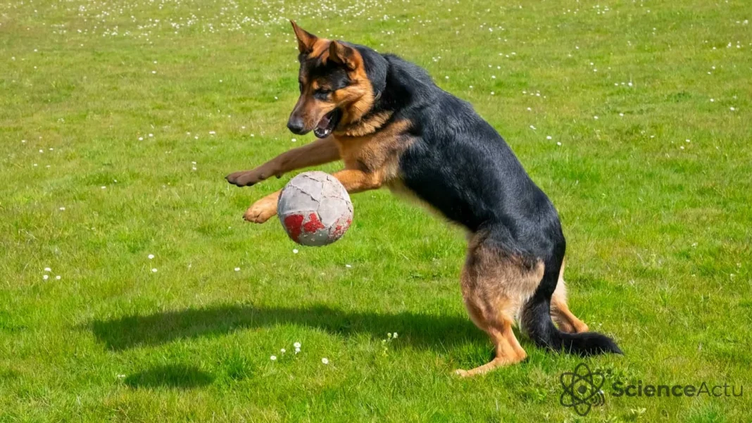 L’obsession des chiens pour les jouets : une addiction ? L’obsession des chiens pour les jouets : une addiction ?