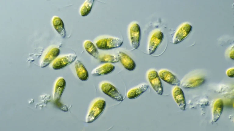 Des algues cultivées dans du bioplastique pour vivre sur Mars