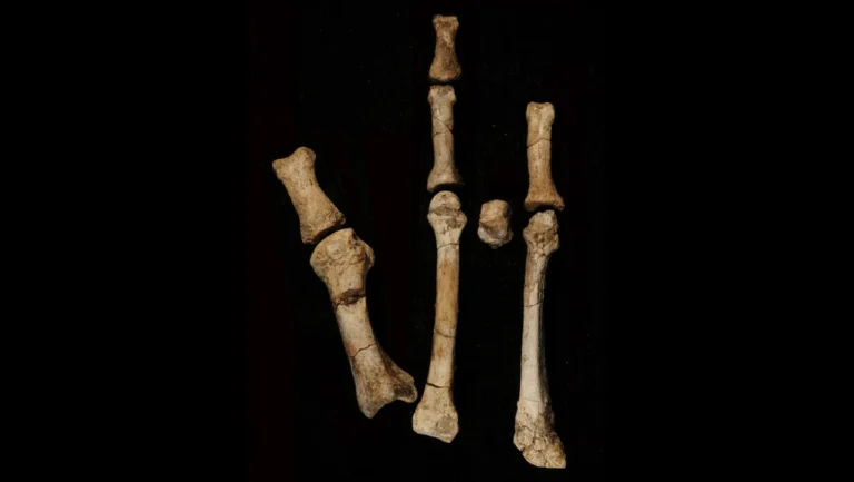Australopithecus deyiremeda : un nouveau voisin pour Lucy