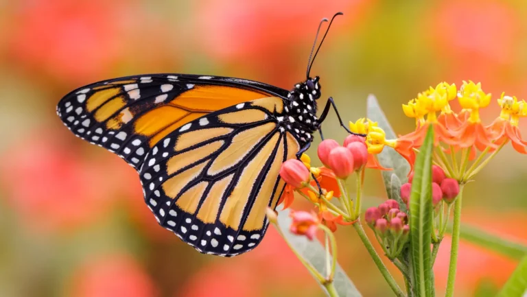 Automnes chauds : une menace pour le papillon monarque