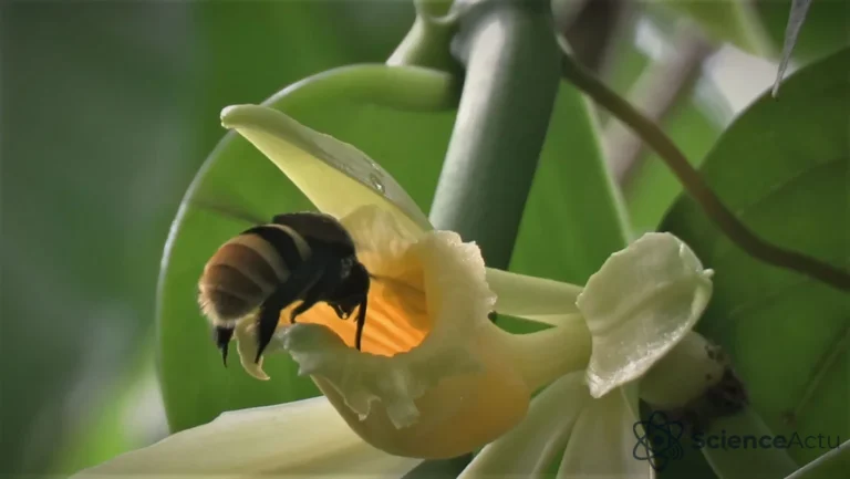 Climat : la séparation des vanilliers et pollinisateurs