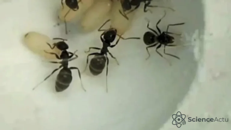 Fourmis : les larves malades s'auto-sacrifient pour la colonie