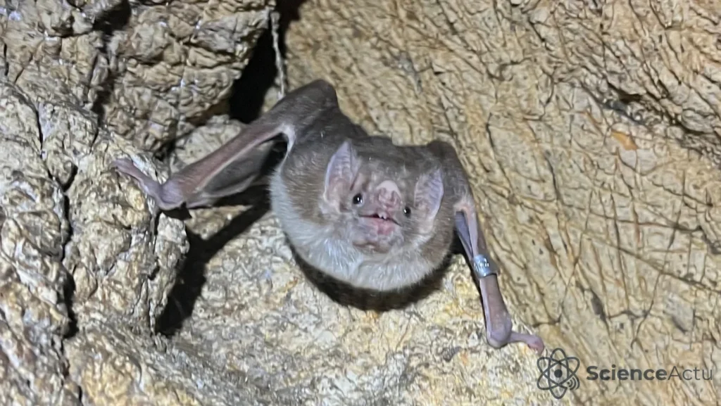 Grippe aviaire : les chauves-souris, nouveaux réservoirs ?