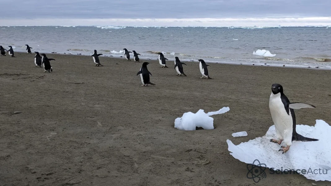 Le guano des manchots favorise les nuages en Antarctique Le guano des manchots favorise les nuages en Antarctique