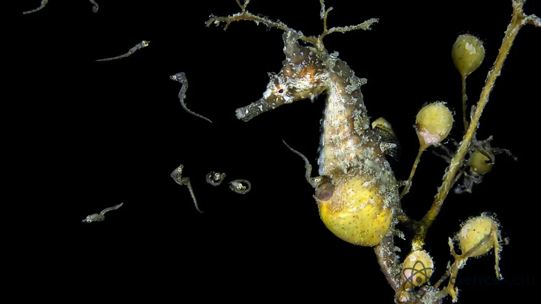 Hippocampes : le secret génétique de la gestation mâle Hippocampes : le secret génétique de la gestation mâle