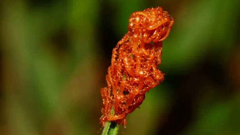 Des larves de coléoptères imitent l'odeur des fleurs