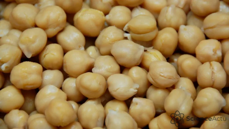 Les pois chiches réduisent le cholestérol et l'inflammation