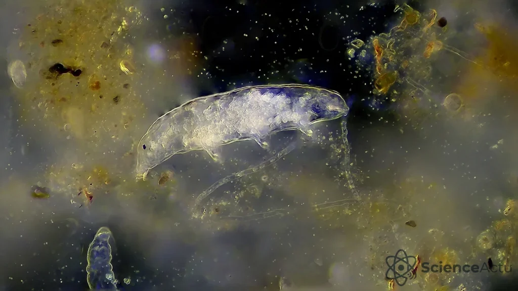 Une protéine de tardigrade protège des radiations chez la souris