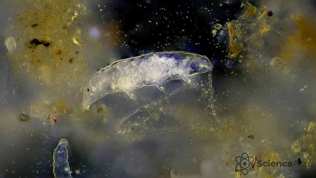 Une protéine de tardigrade protège des radiations chez la souris