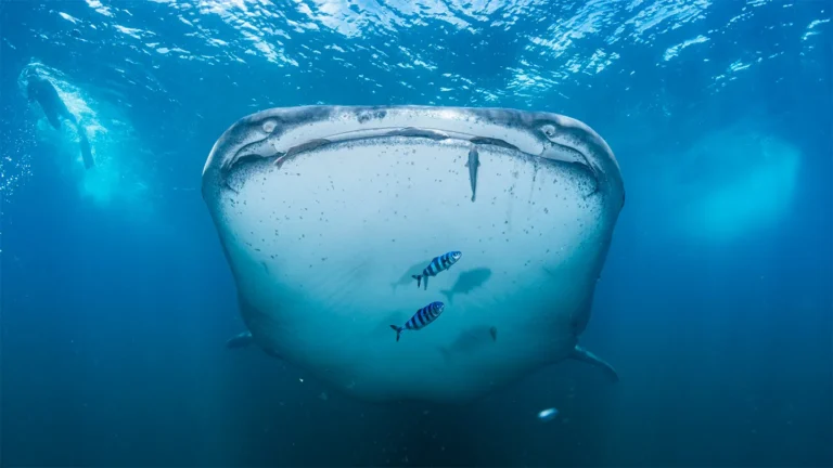 Requins : 50 ans après Jaws, l'urgence de les protéger