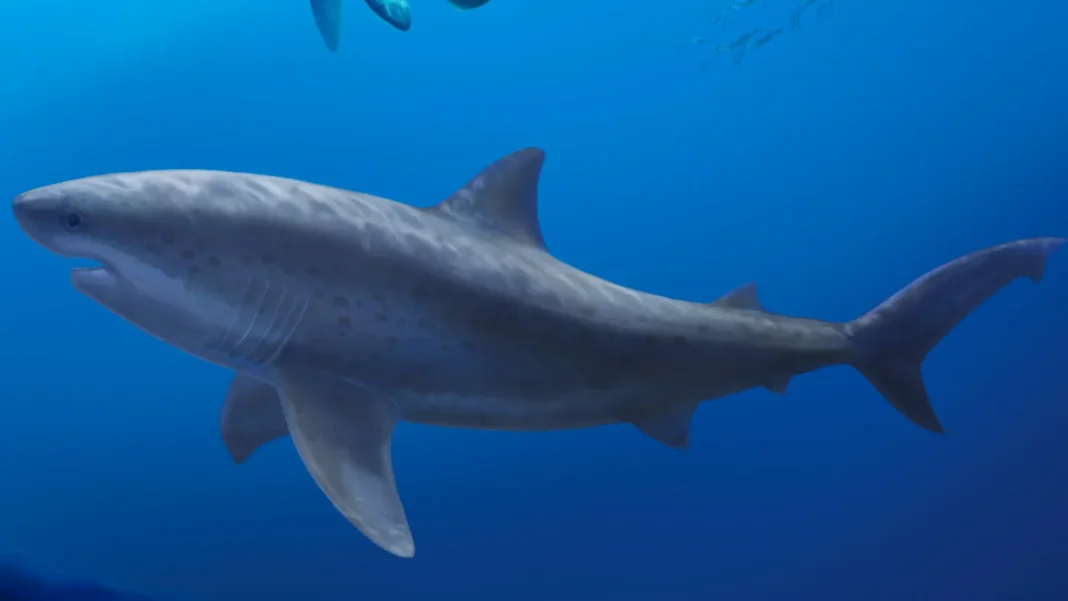 Requins géants : une origine plus ancienne que prévu Requins géants : une origine plus ancienne que prévu
