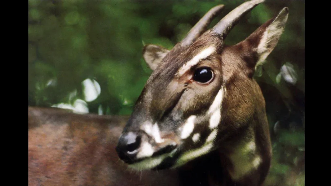 Saola : le génome de la licorne d'Asie pour la sauver