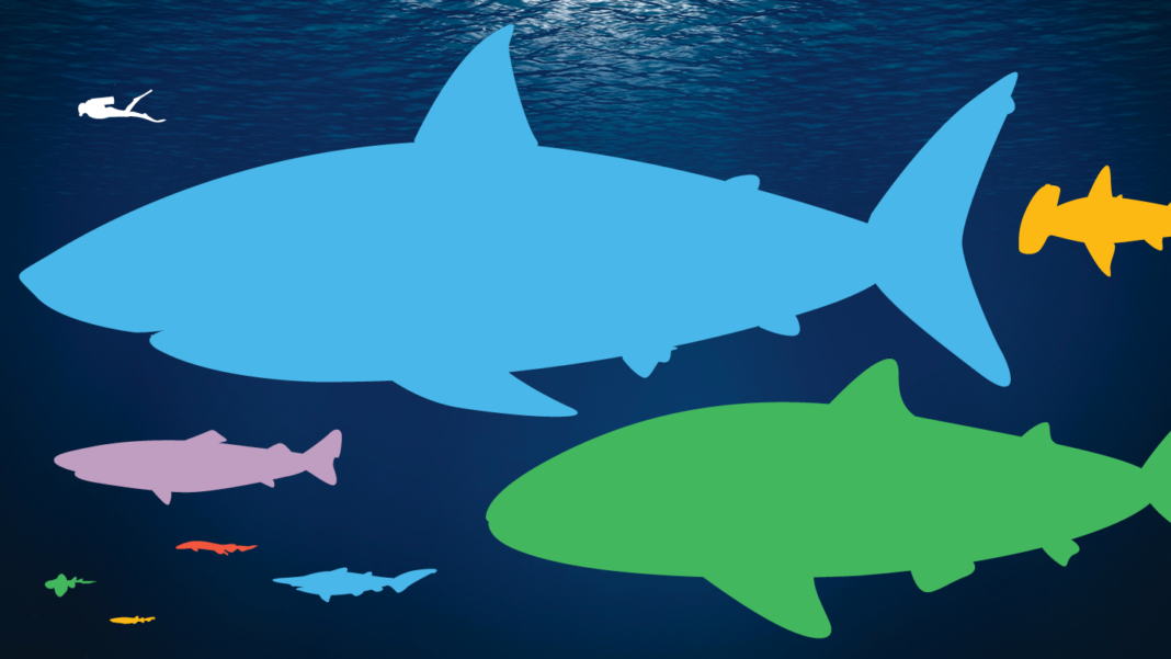 Taille des requins : du mégalodon au requin-lanterne nain