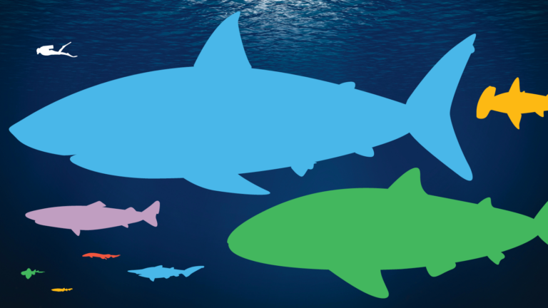 Taille des requins : du mégalodon au requin-lanterne nain