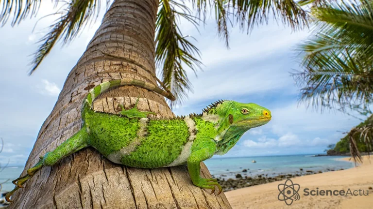 L'incroyable odyssée des iguanes à travers le Pacifique