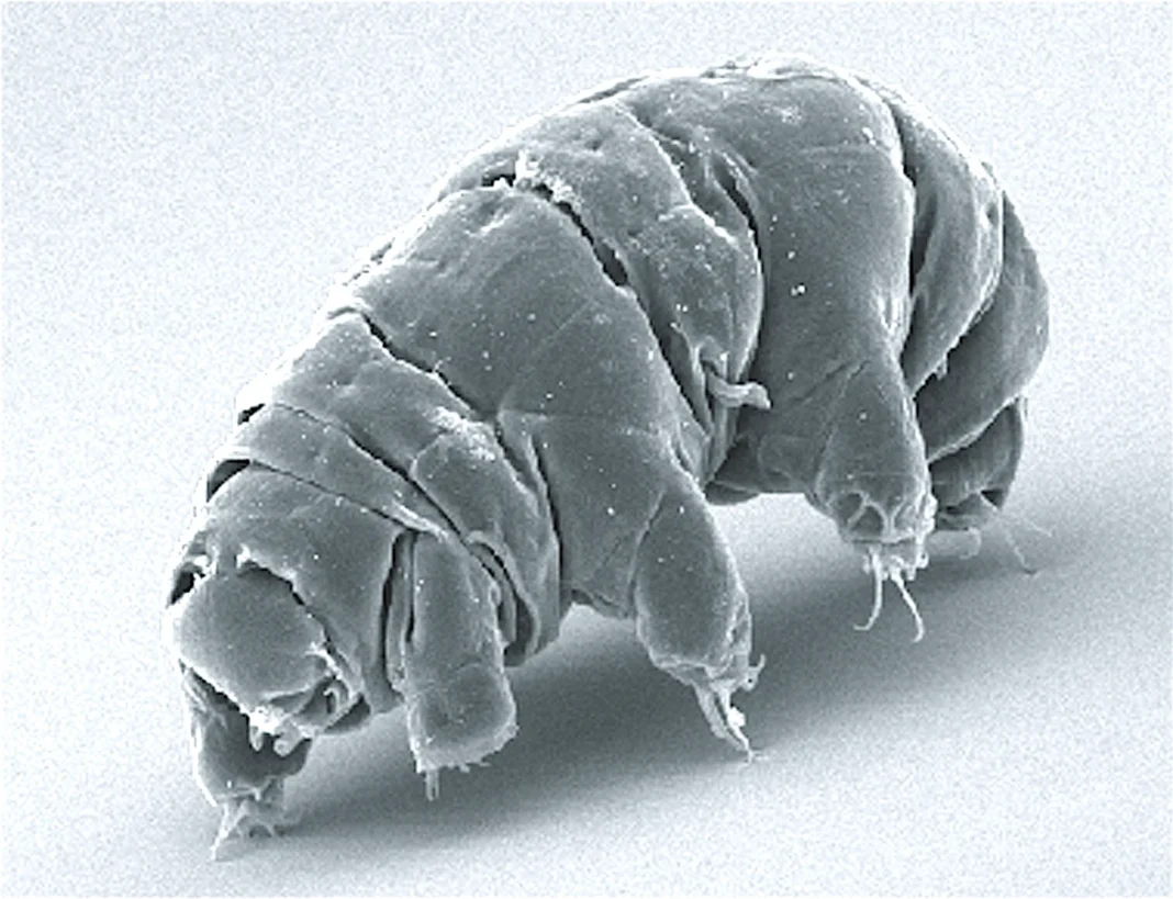 Image au microscope électronique d’un tardigrade Milnesium tardigradum à l’état actif