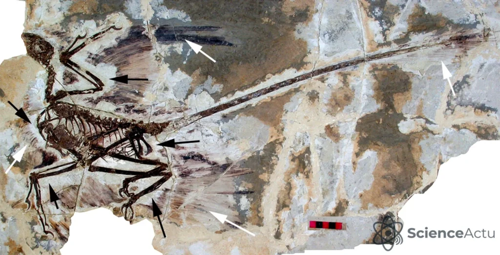 Fossile de Microraptor gui montrant le squelette, la longue queue et des traces de plumes dans la roche.