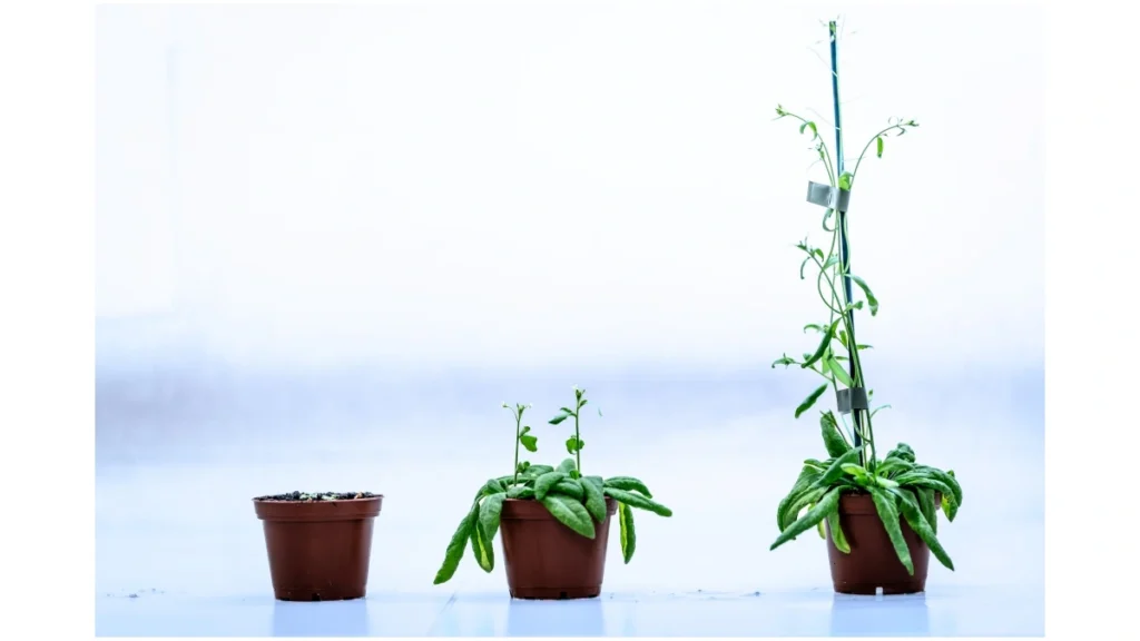 Arabidopsis thaliana en croissance.