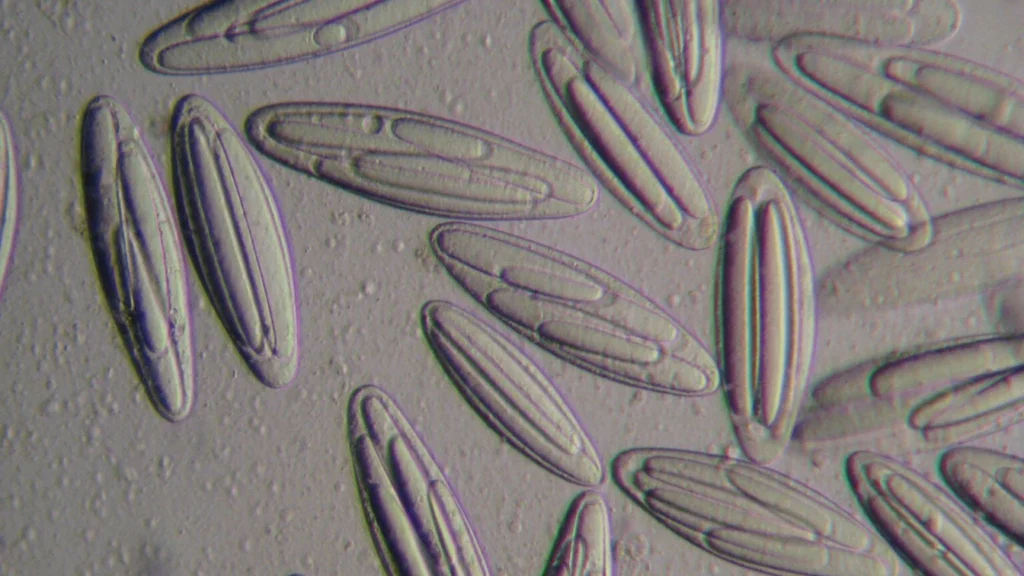 Bactéries appartenant au genre Epulopiscium